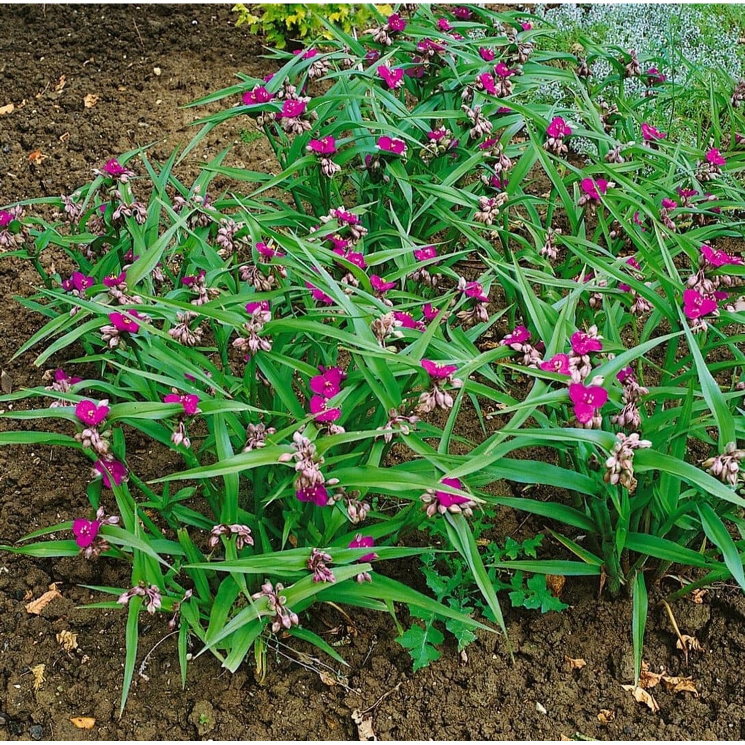 Tradescantia X Andersoniana Karminglut Dreimasterblume Ca. 9x9 cm Topf günstig online kaufen