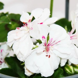 Weiße Exotenherz Geranien (Pelargonium peltatum) im 12cm Topf, 6er Set für Hängeampeln.