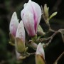 Nahaufnahme von Tulpen-Magnolienblüten (Magnolia soulangiana) mit rosa Streifen.