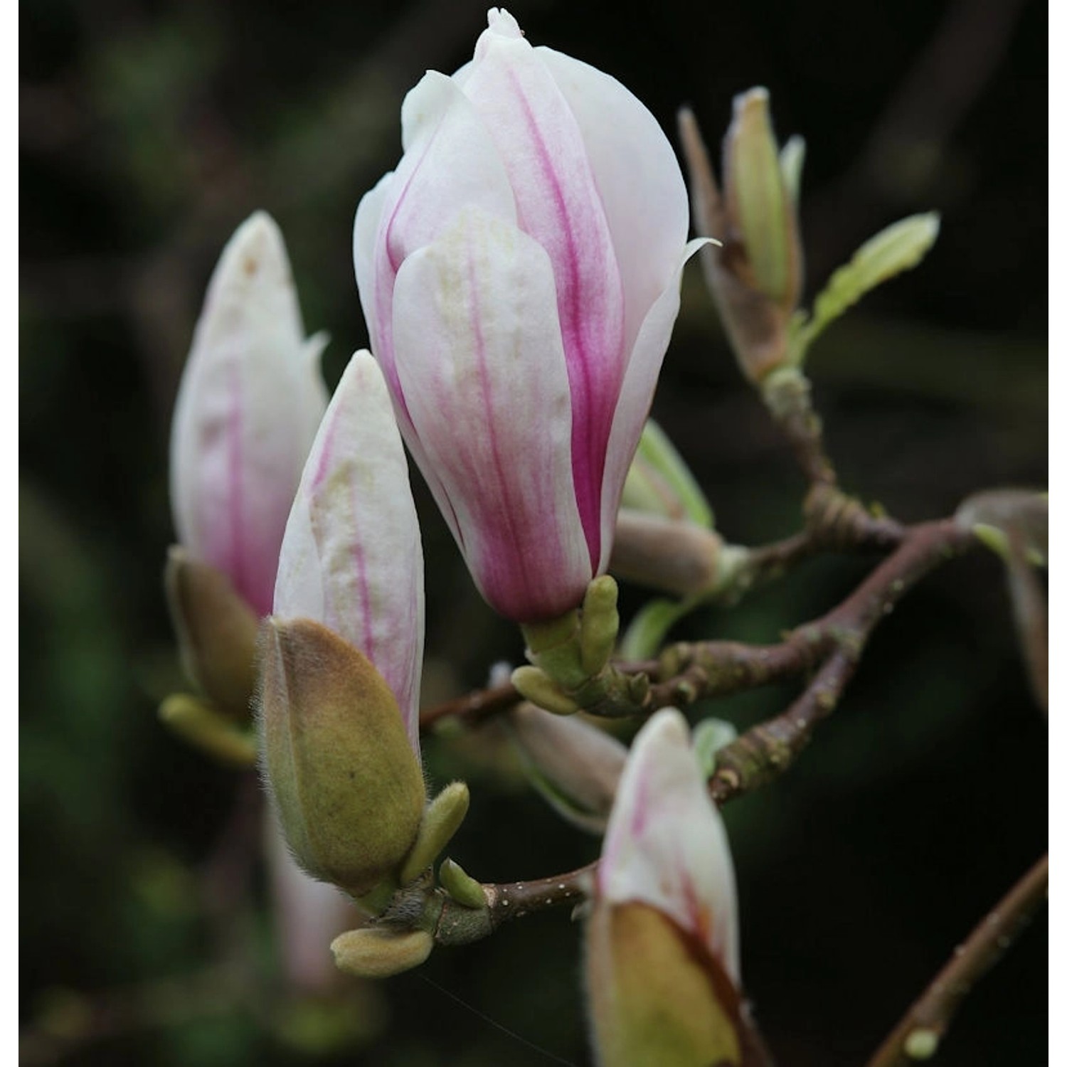 Hochstamm Tulpen Magnolie 80-100cm - Magnolia soulangiana günstig online kaufen