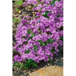 Teppichphlox 'Purple Beauty' mit lila Blüten als Bodendecker im Garten.