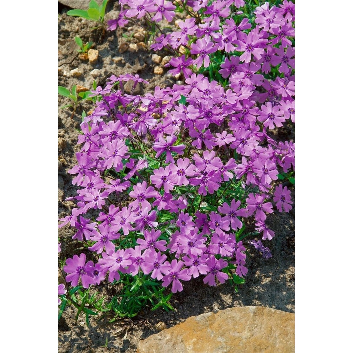 Phlox Subulata Purple Beauty Teppichphlox Lila Ca. 9x9 cm Topf günstig online kaufen