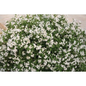 Detailansicht des blühenden Maiblumenstrauchs 'Yuki Snowflake' mit weißen Blüten.