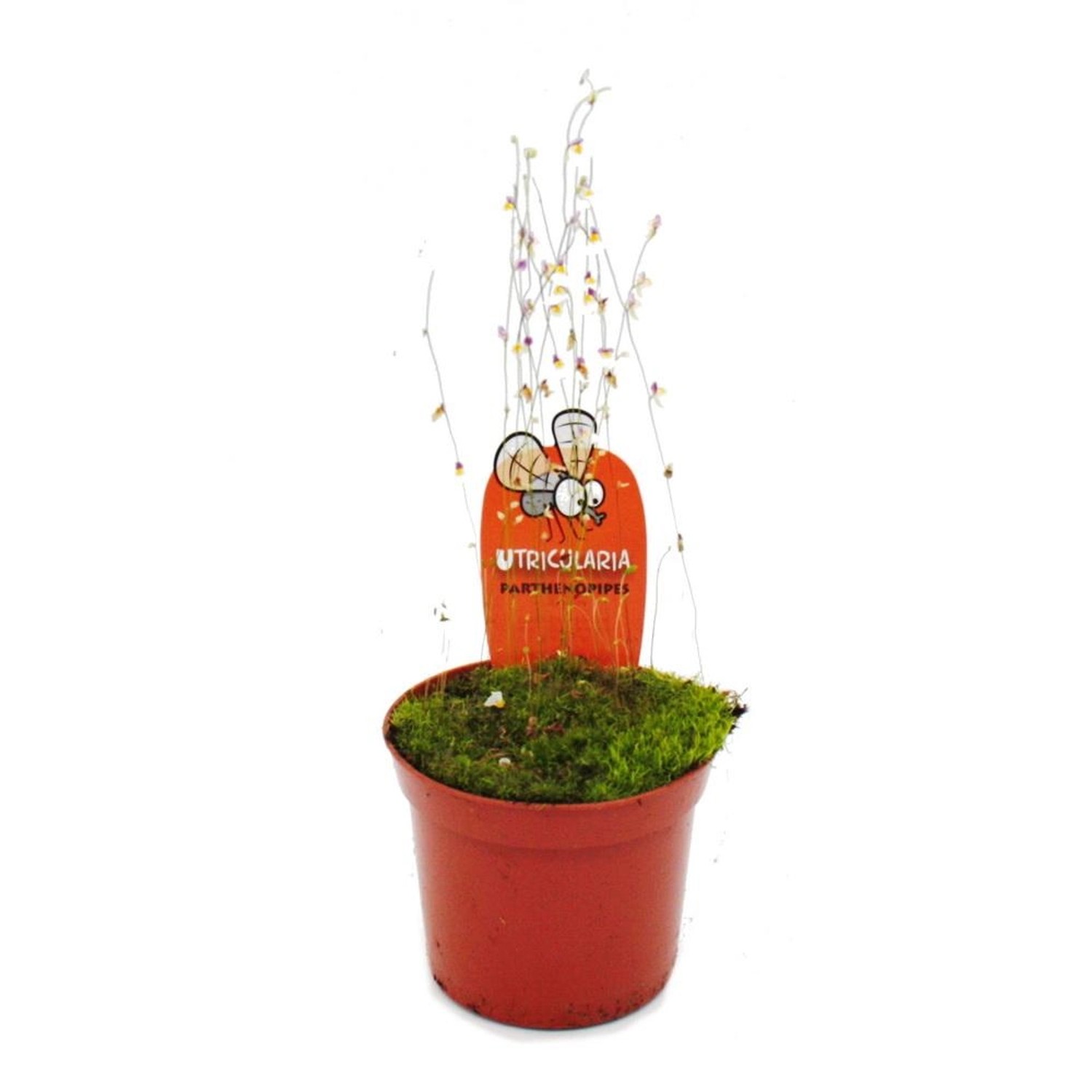 Exotenherz Fleischfressende Pflanze Wasserschlauch Utricularia Parthenopipe günstig online kaufen