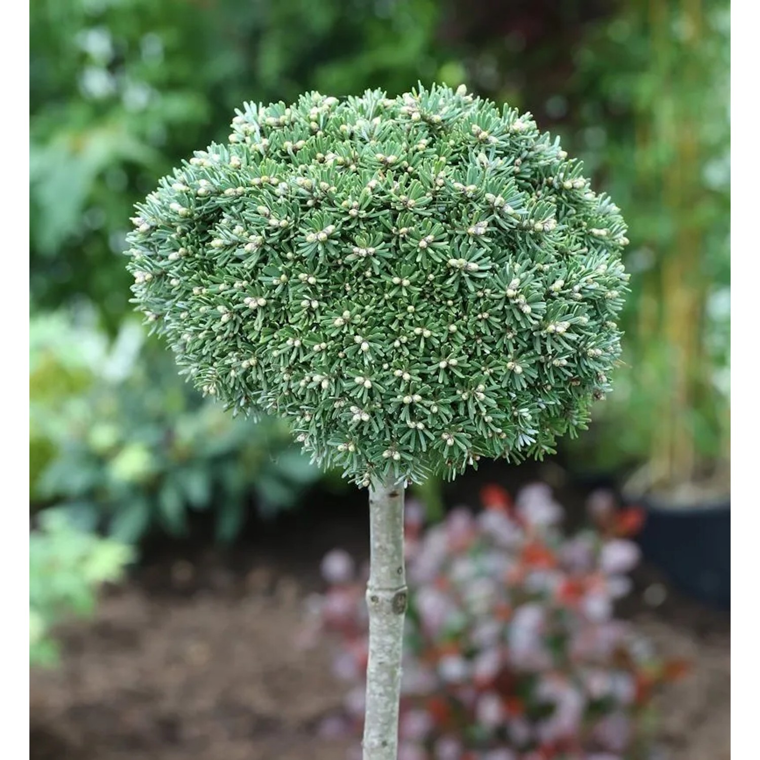 Hochstamm Zwerg Koreatanne Kristallkugel 40-60cm - Abies koreana