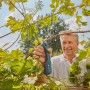 Mann schneidet Weinrebe mit Gardena Assistcut Akku Gartenschere. Gartenarbeit leicht gemacht.