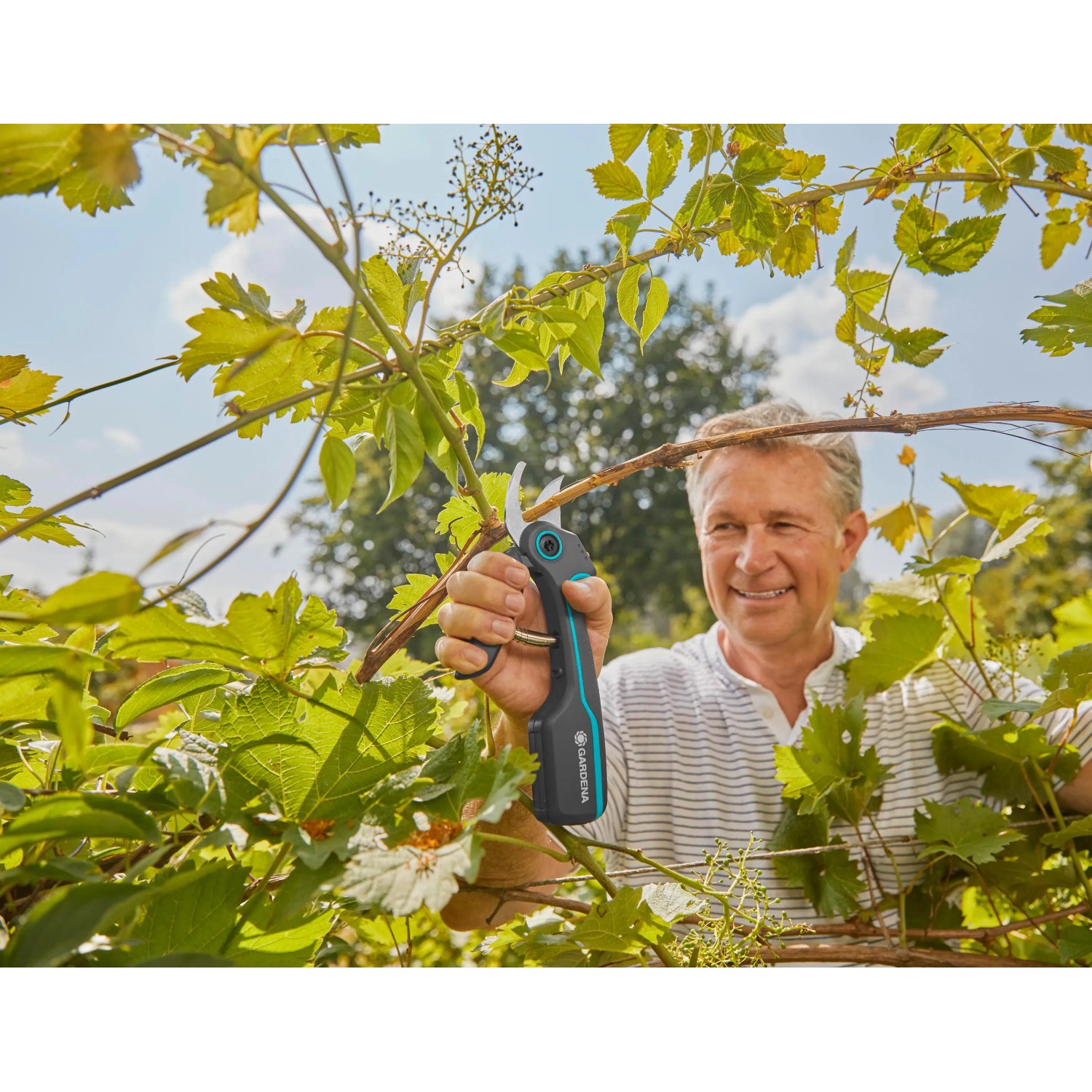 Mann schneidet Weinrebe mit Gardena Assistcut Akku Gartenschere. Gartenarbeit leicht gemacht.