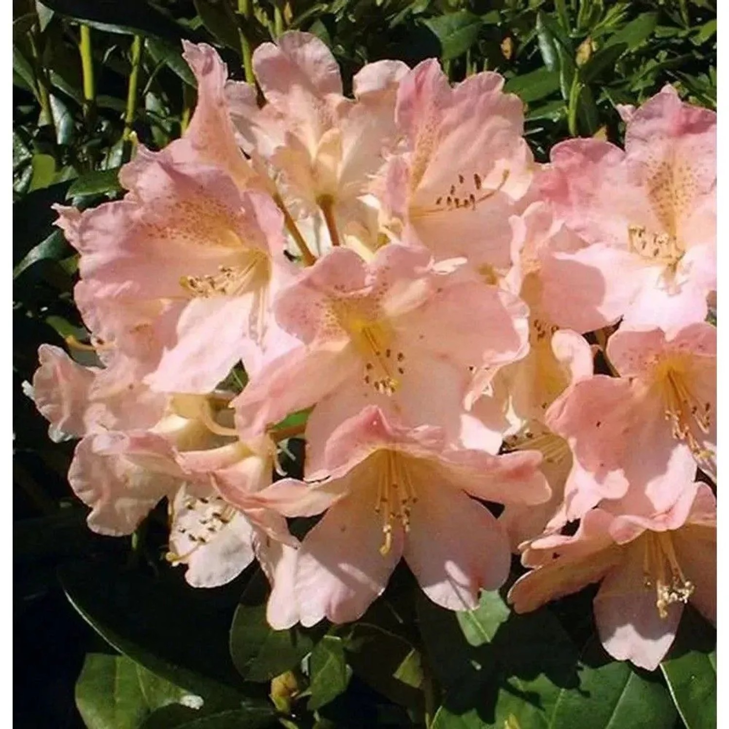 Rhododendron Percy Wiseman 30-40cm - Alpenrose