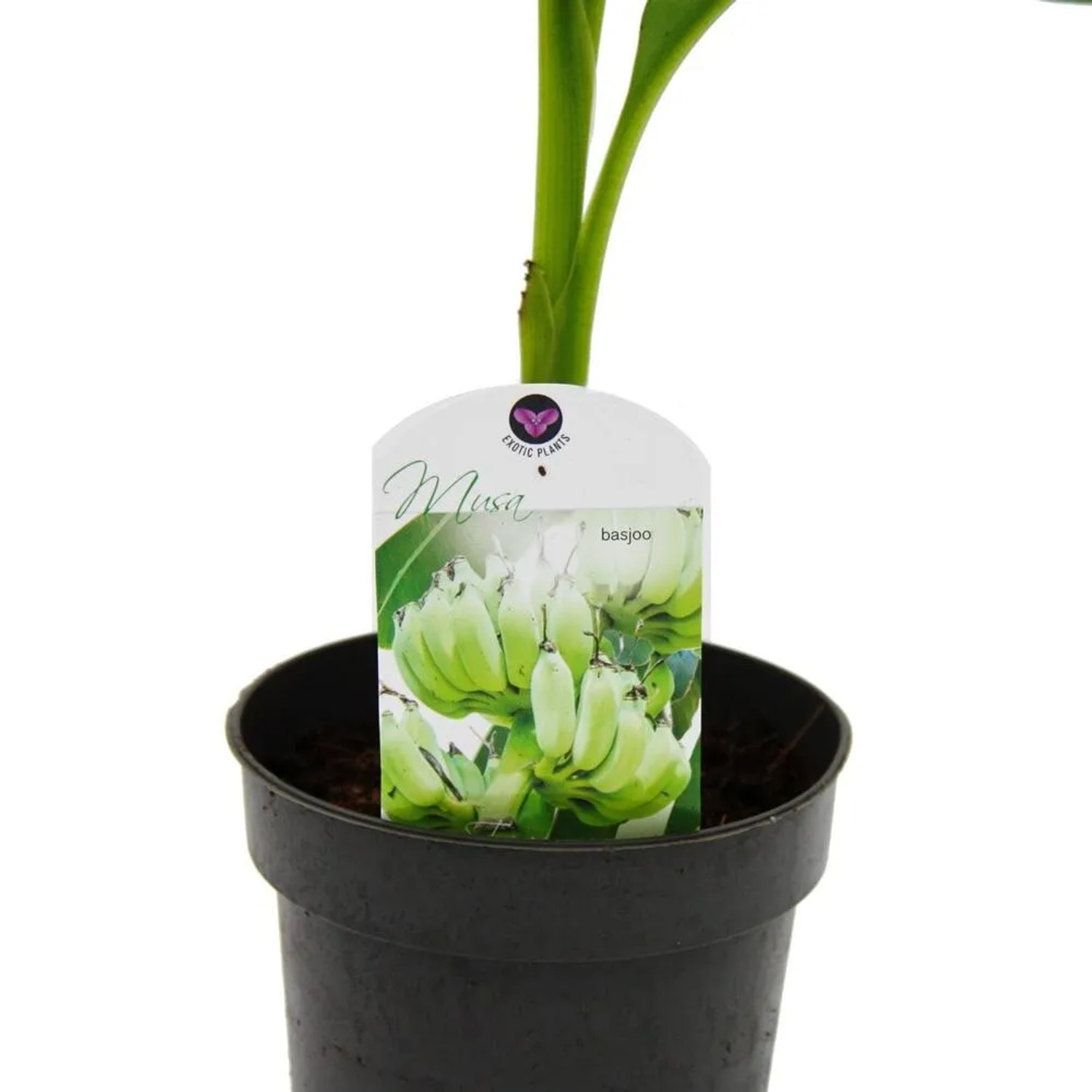 Winterharte Banane Musa Basjoo im 12cm Topf. Gartenbanane mit grünen Blättern.