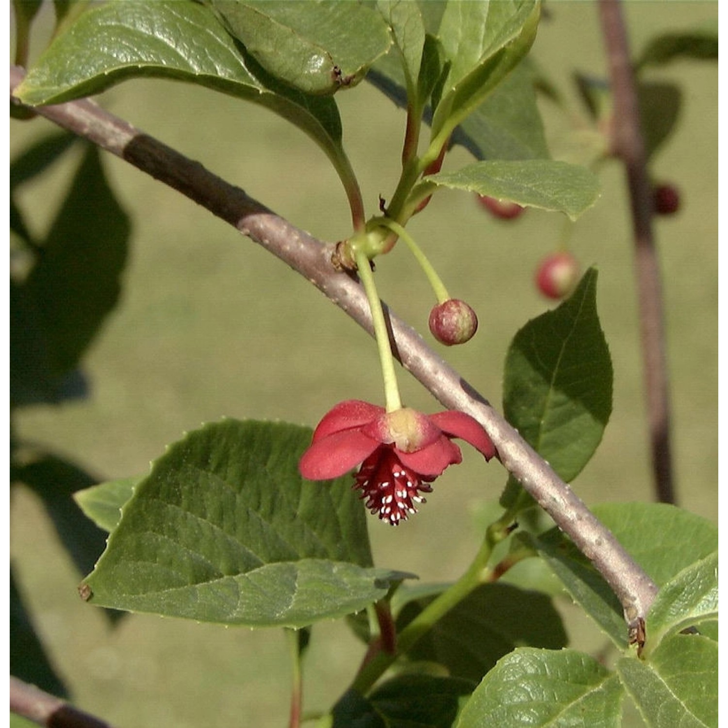 Chinesische Spaltkörbchen 30-40cm - Schisandra chinensis günstig online kaufen