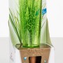 Scheurich Bewässerungsfigur Copa M Green, 150ml, für Zimmer- & Gartenpflanzen.