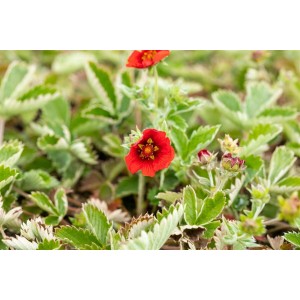 Dunkelroter Fingerstrauch (Potentilla Atrosanguinea) im 9x9 cm Topf. Blüten und grüne Blätter.