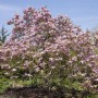 Magnolia Galaxy Magnolie mit rosa Blüten, ca. 100–125 cm hoch, im Garten.
