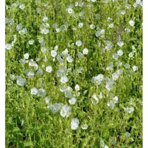 Weißer Storchenschnabel (Geranium maculatum) mit vielen kleinen, weißen Blüten im Beet.