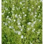 Weißer Storchenschnabel (Geranium maculatum) mit vielen kleinen, weißen Blüten im Beet.