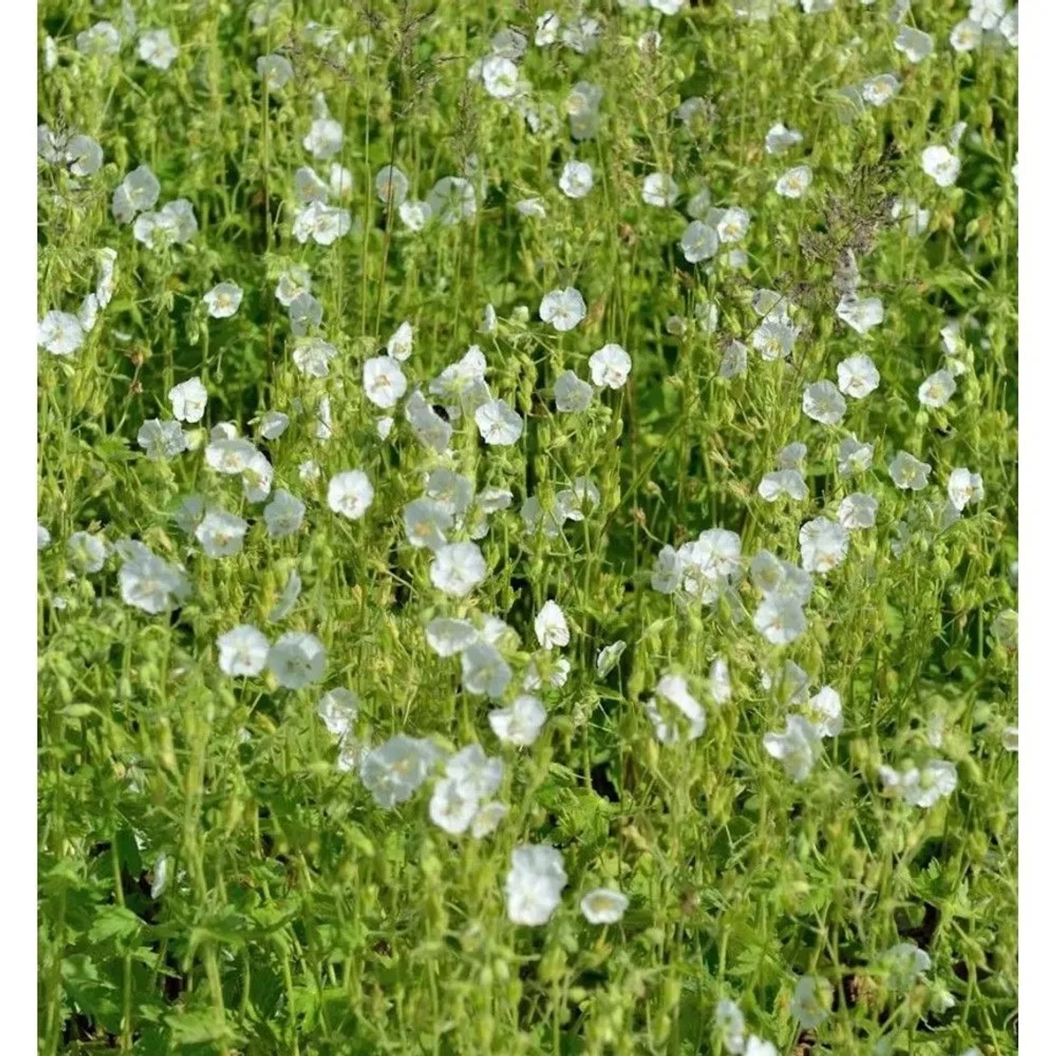 Weißer Storchenschnabel - Geranium maculatum