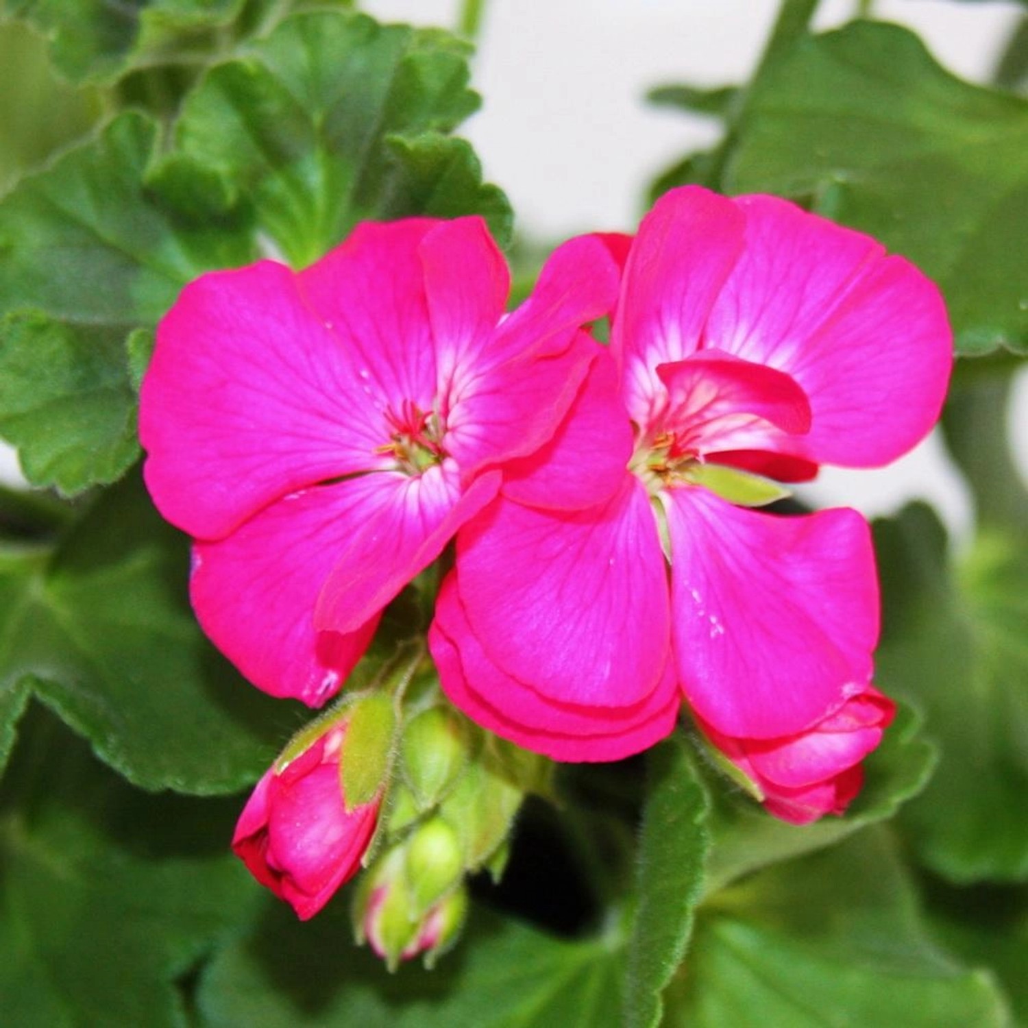 Exotenherz Geranien Stehend Pelargonium Zonale 12cm Topf Set mit 3