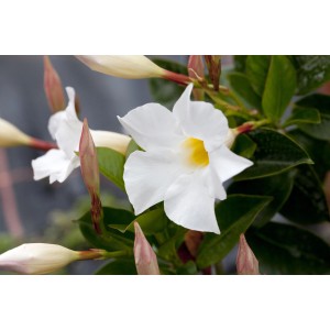 Weiße Mandevilla Diamantina (Dipladenia) im Topf, eine blühende Kübelpflanze für Balkon und Garten.