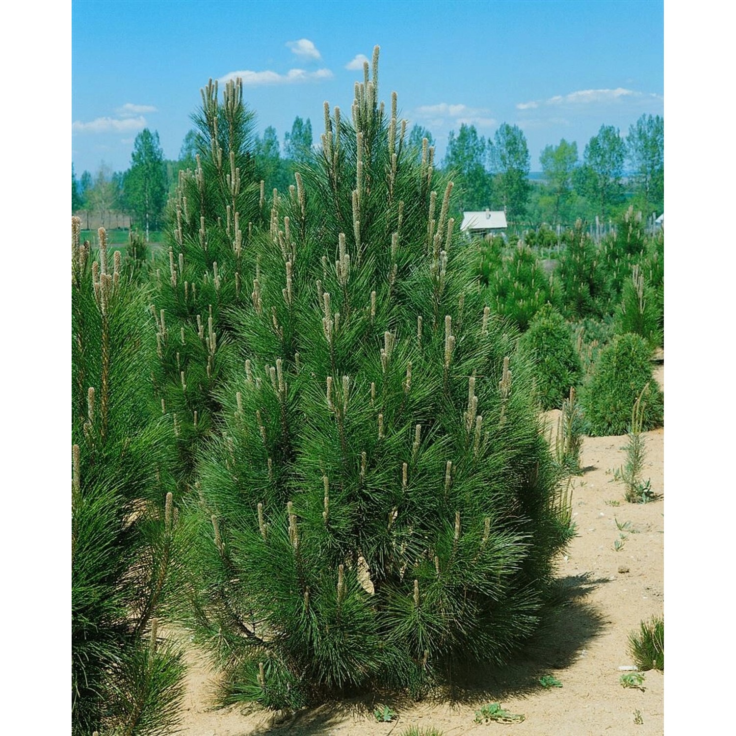 Pinus Nigra Pyramidalis Schwarzkiefer Säulenförmig 150–175 cm günstig online kaufen