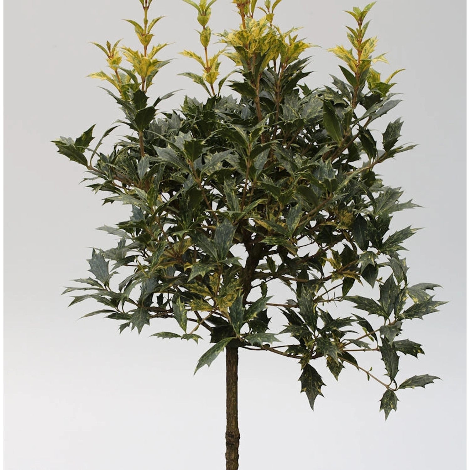 Hochstamm Herbstduftblüte Goshiki 60-80cm - Osmanthus heterophyllus günstig online kaufen