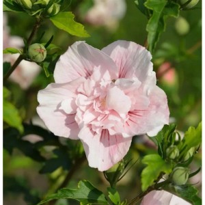 Nahaufnahme einer rosa French Pink Chiffon Garteneibisch Blüte.