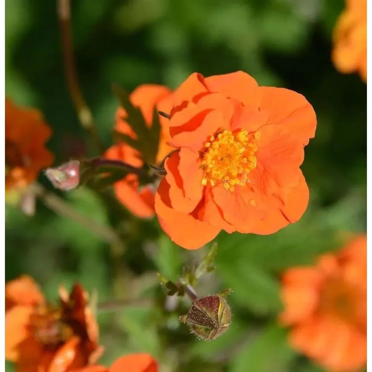 Nelkenwurz Werner Arends - Geum coccineum