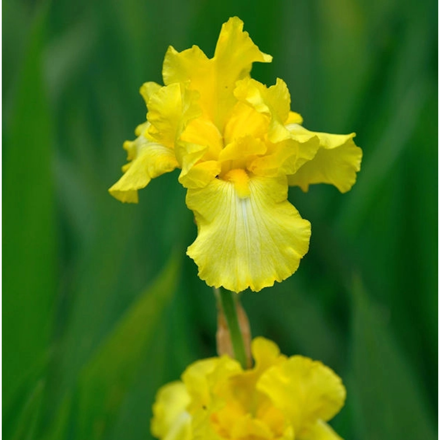 Schwertlilie Harvest of Memories - Iris barbata günstig online kaufen