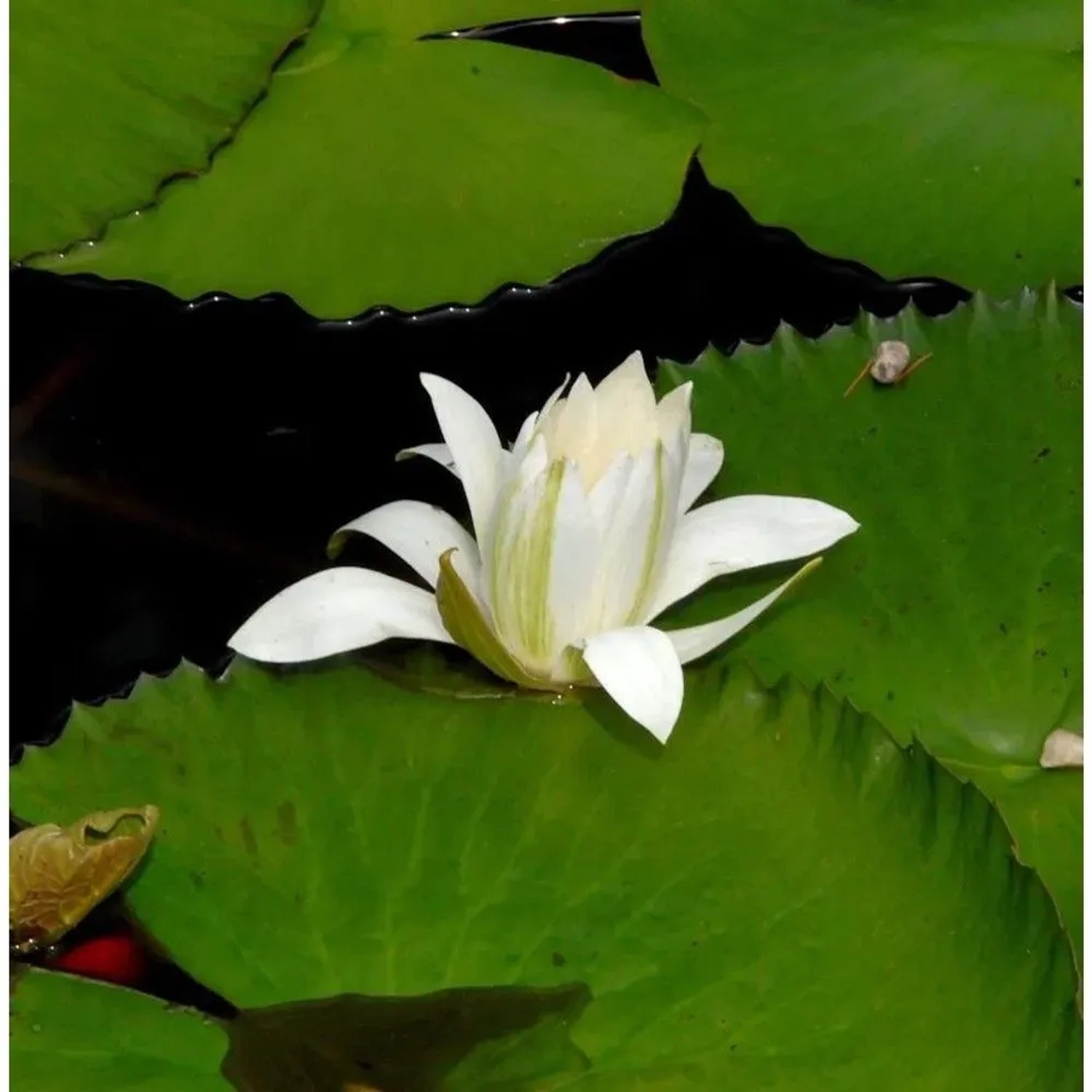 Seerose Marliacea Albida - Nymphaea