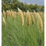 Pampasgras Pumila  - XXXL Topf - Cortaderia selloana