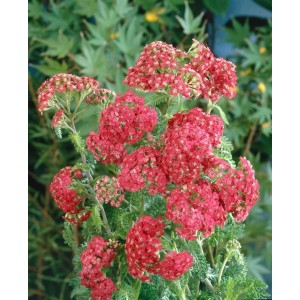 Leuchtend rosa Schafgarbe 'Cerise Queen' im 9x9 cm Topf. Winterharte Staude für sonnige Standorte.