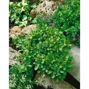 Kompakte Zwerg-Berberitze Berberis Buxifolia Nana im Gartenbeet mit Steinen und anderen Pflanzen.