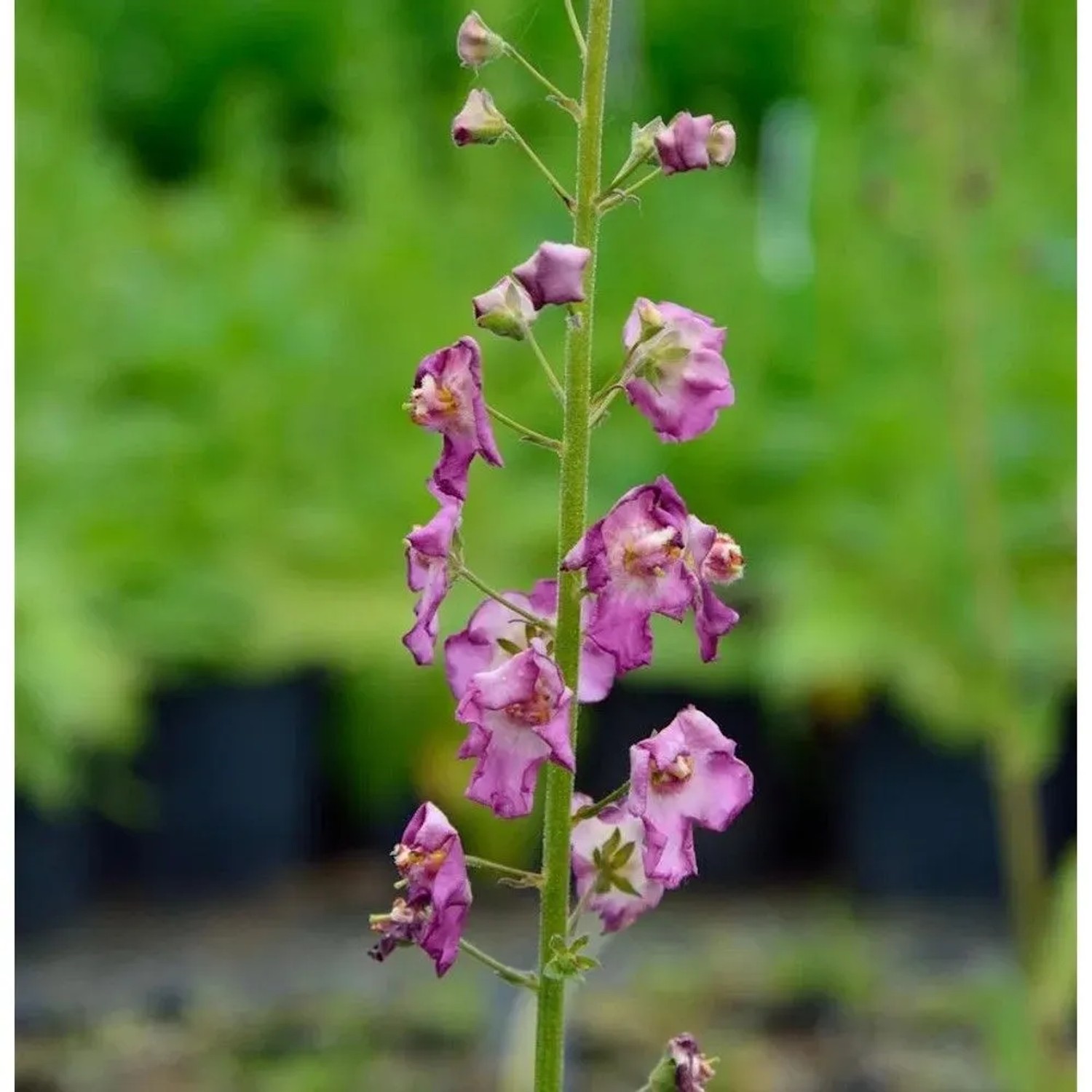 Phönizische Königskerze Rosetta - Verbascum phoeniceum
