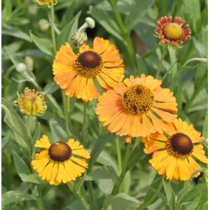 Sonnenbraut 'Zimbelstern' (Helenium) mit orangefarbenen Blüten und brauner Mitte im Garten.