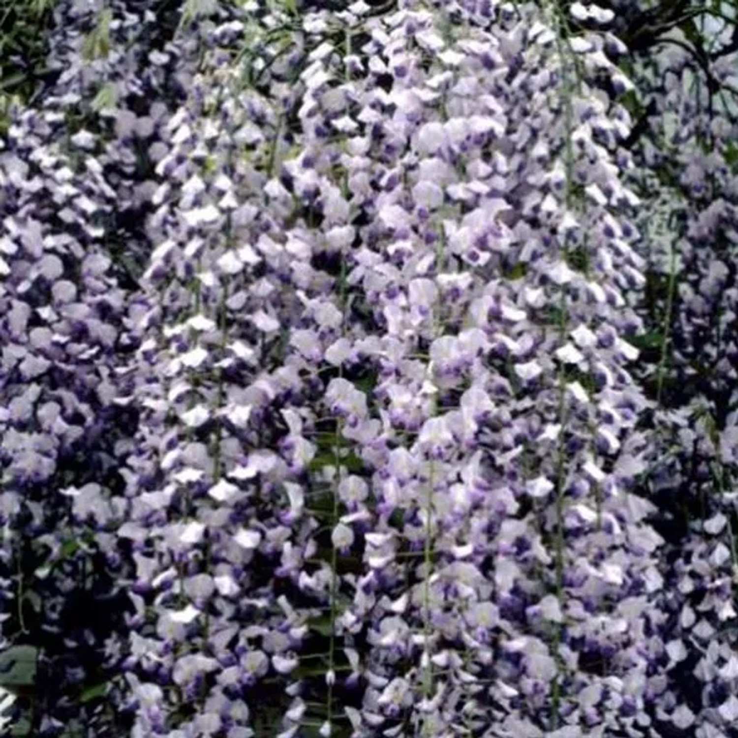 Blauregen 'Multijuga' Wisteria floribunda 50 bis 60 cm im Container Lange Blütentrauben