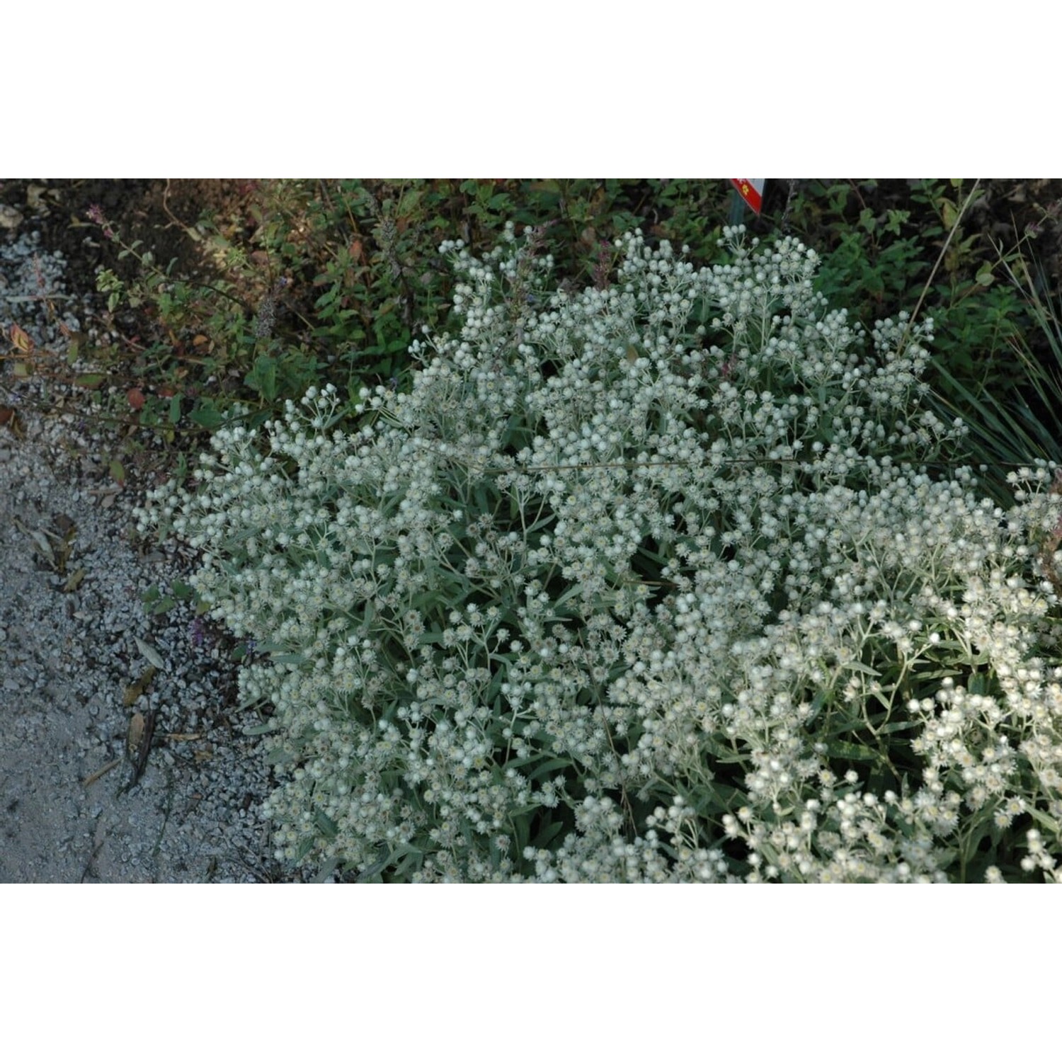 Anaphalis Triplinervis Sommerschnee Perlkörbchen Ca. 9x9 cm Topf günstig online kaufen