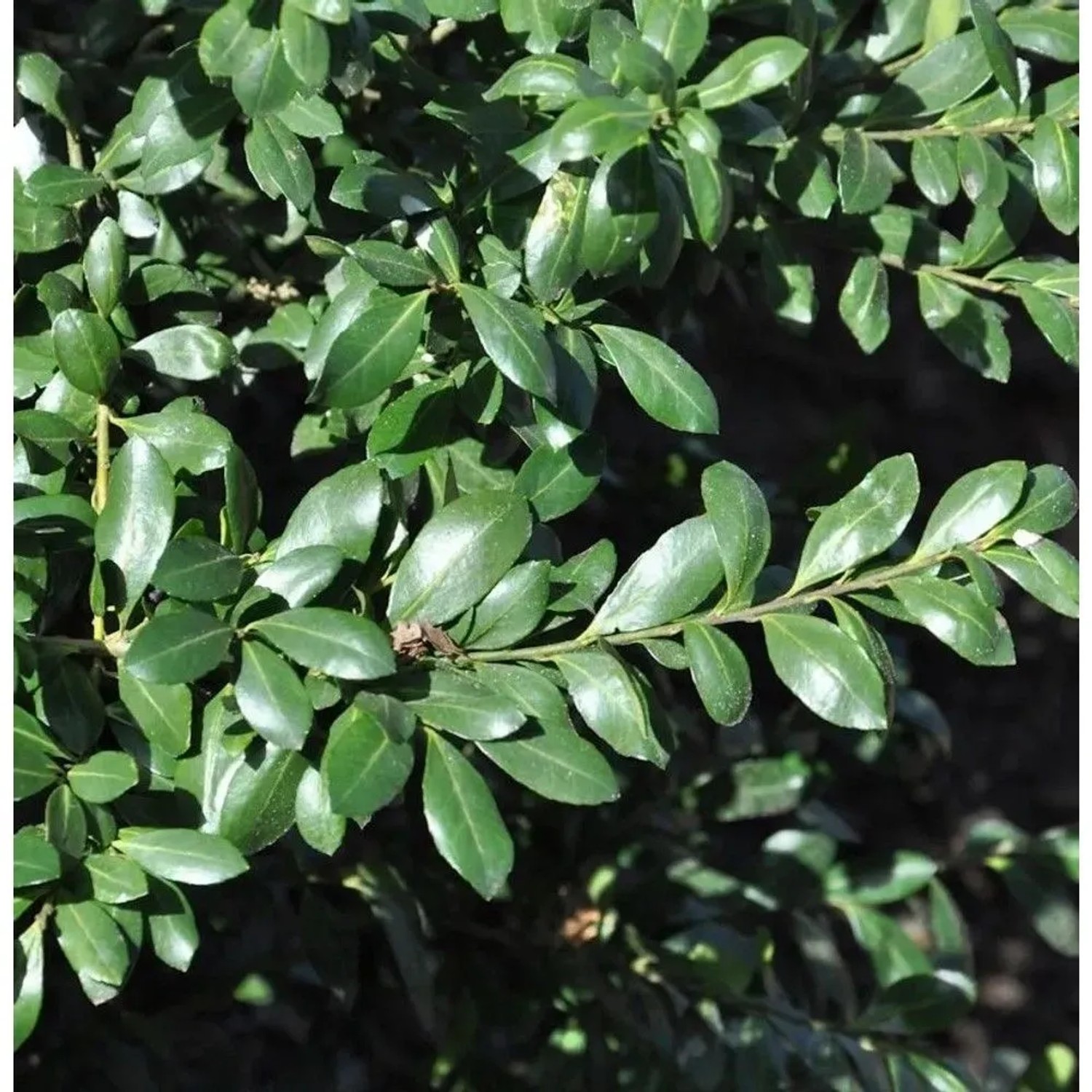 Japanische Stechpalme Strong Caroline 60-80cm - Ilex crenata