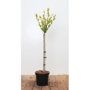 Gartenhibiskus 'Marina' als Hochstamm (80 cm) im Topf. Der Hibiskus hat grüne Blätter.