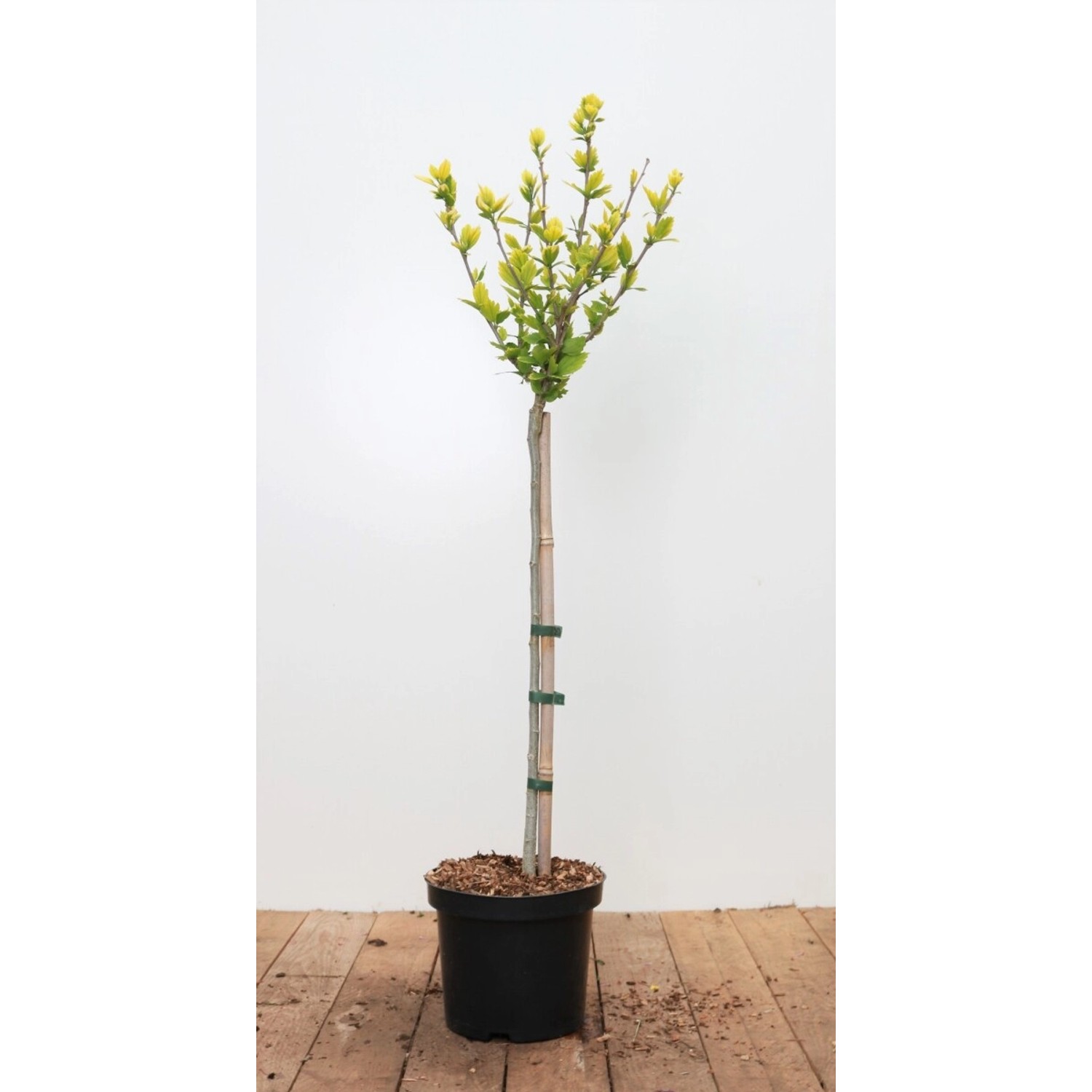 Hibiscus Syriacus Marina Gartenhibiskus Blau 80 cm Stammhöhe günstig online kaufen