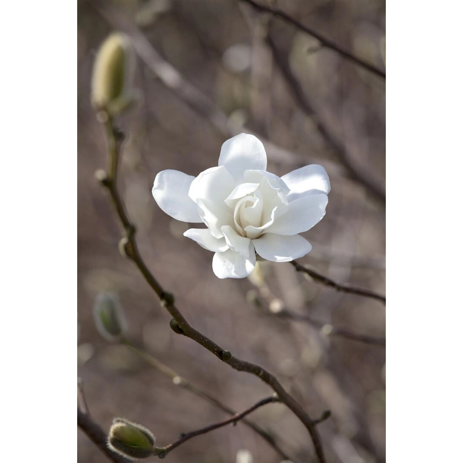 Magnolia Loebneri Merrill Magnolie Weiß 150–175 cm günstig online kaufen