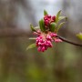 Nahaufnahme des rosa blühenden Duft-Schneeballs (Viburnum Bodnantense Dawn) an einem Ast.