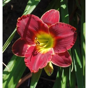 Taglilie Roses in Snow - Hemerocallis