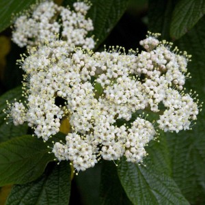 Immergrüner Zungen Schneeball (Viburnum rhytidophyllum) mit weißen Blüten.