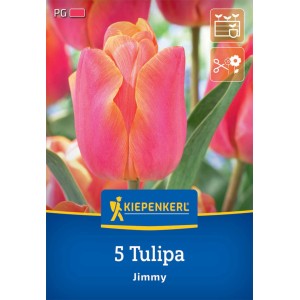 Kiepenkerl Triumph-Tulpe Jimmy, 5 Stück. Orange-rosa Blüte, geeignet als Schnittblume.