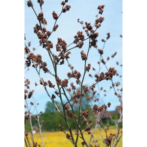Chinesische Zaubernuss Hamamelis Mollis Pallida, 40–60 cm hoch, mit braunen Knospen vor blauem Himmel.