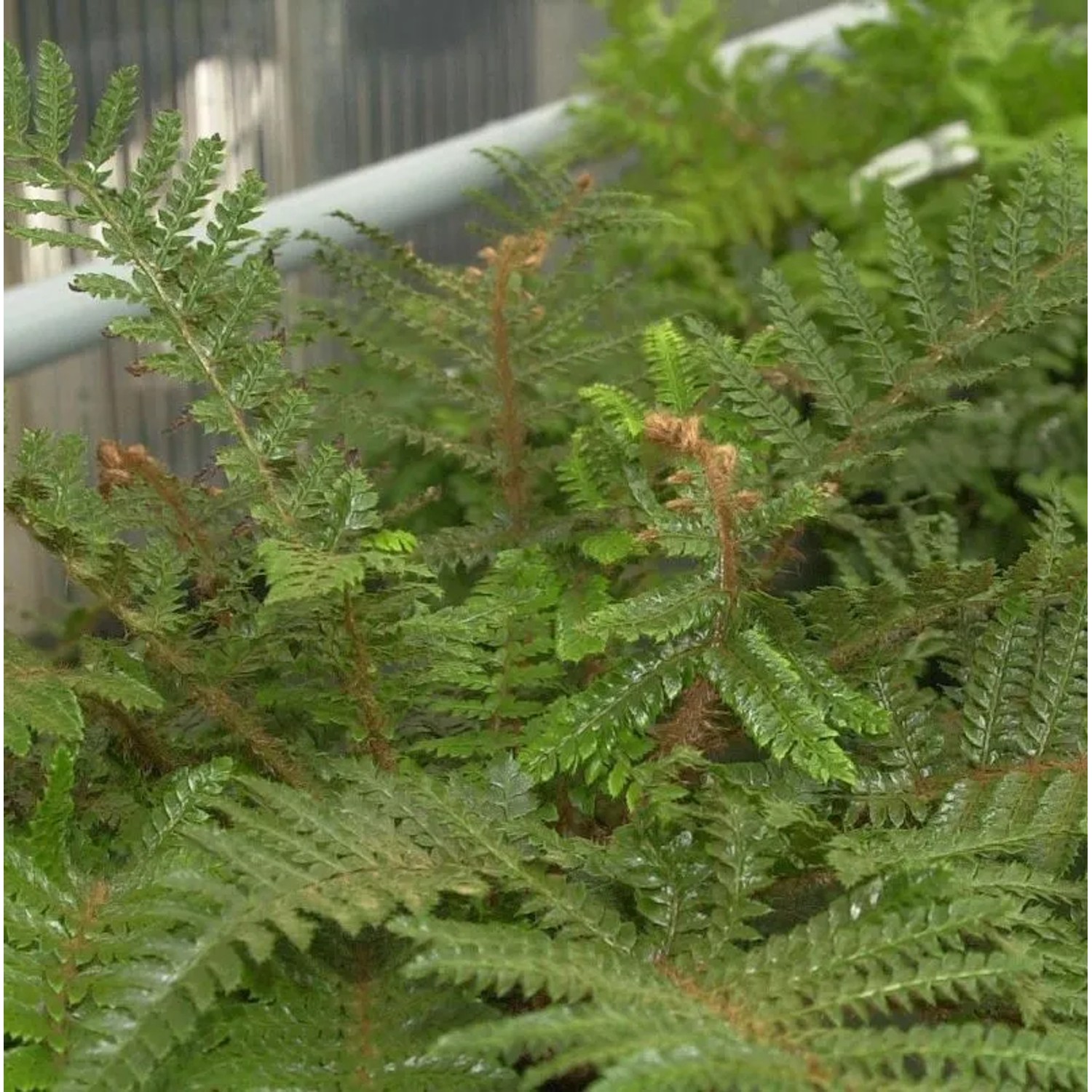 Japanischer Glanzschildfarn - Polystichum polyblepharum