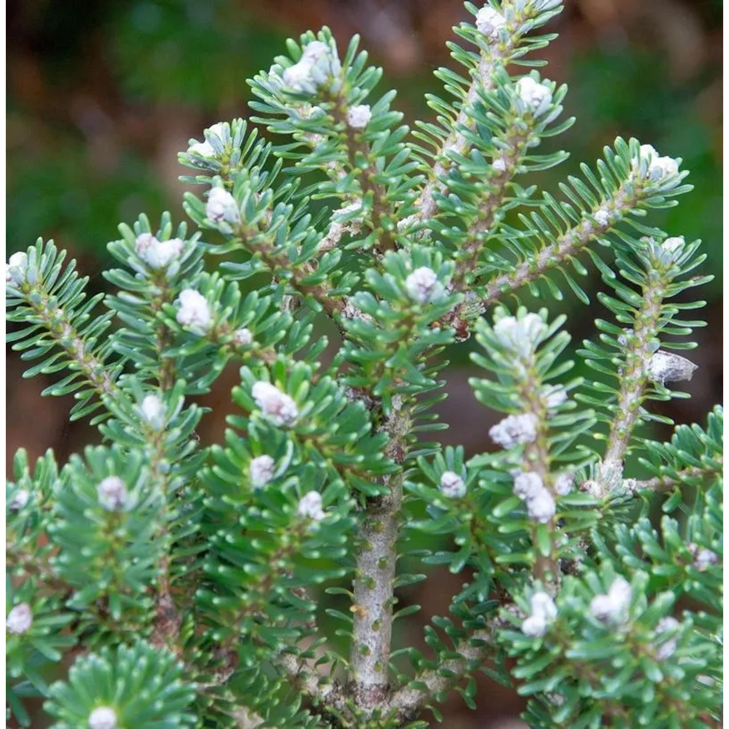 Koreatanne Diskus 50-60cm - Abies koreacarpa