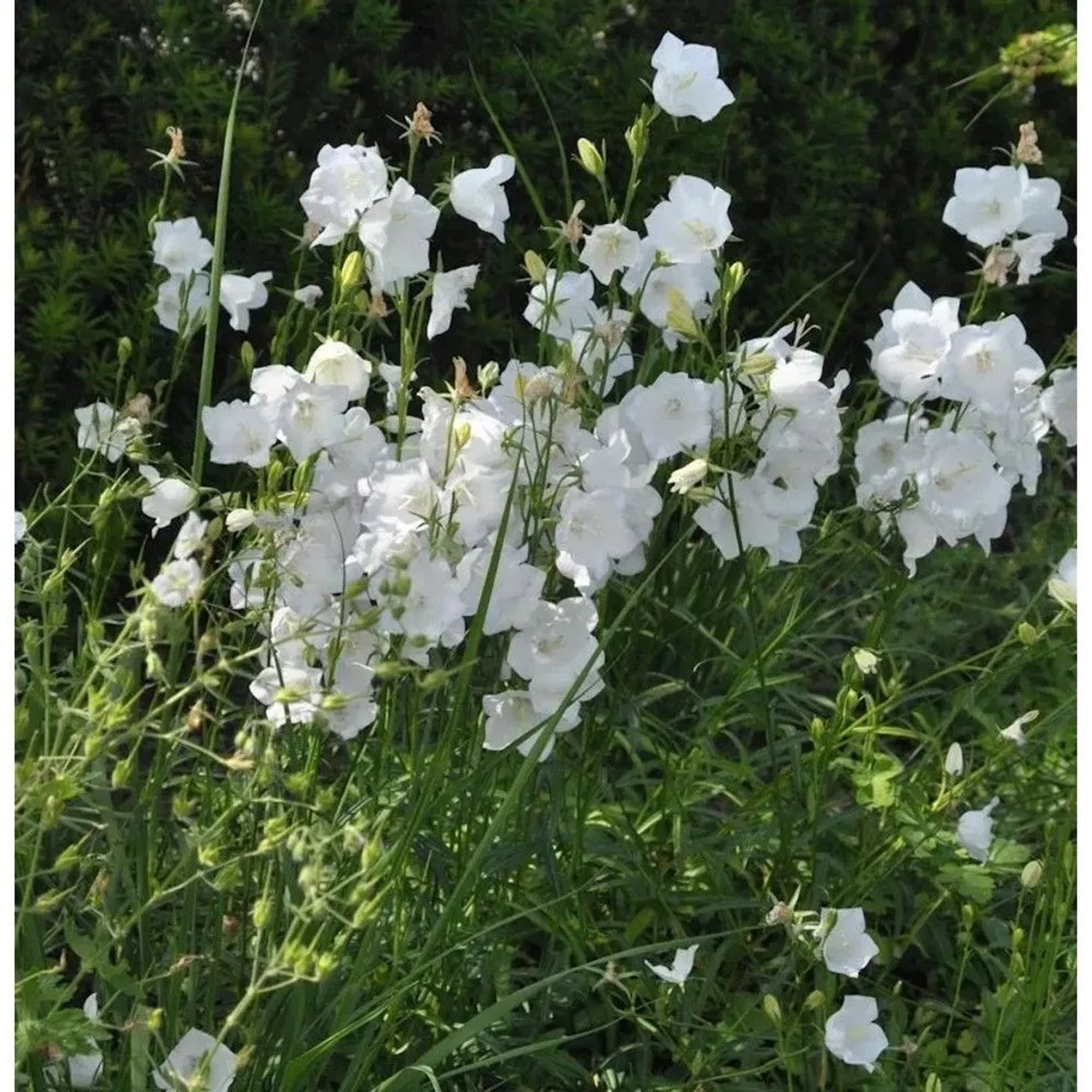 Pfirsichblütige Glockenblume Alba - campanula persicifolia
