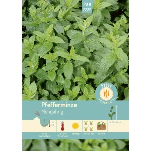 Frische, grüne Pfefferminze (Mentha x piperita) als Saatgut für ca. 100 Pflanzen.