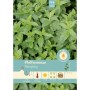 Frische, grüne Pfefferminze (Mentha x piperita) als Saatgut für ca. 100 Pflanzen.