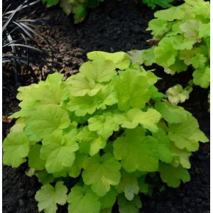 Purpurglöckchen 'Citronella' (Heuchera villosa) mit leuchtend gelbgrünen Blättern im Garten.